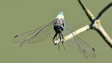 Blaugrüne Mosaikjungfer (4).jpg